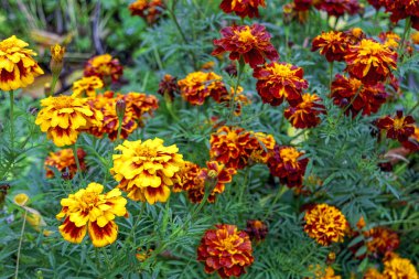 Güzel turuncu sarı kadife çiçeği çiçek kapatın. Marigold çiçek yatakta makro