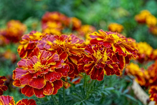 Güzel Turuncu Sarı Kadife Çiçeği Çiçek Kapatın Marigold Çiçek Yatakta — Stok fotoğraf