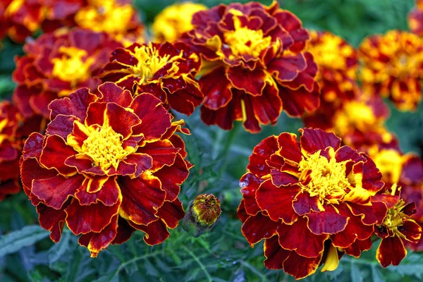 Güzel Turuncu Sarı Kadife Çiçeği Çiçek Kapatın Marigold Çiçek Yatakta — Stok fotoğraf