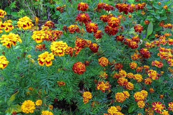 Zár Megjelöl Ból Gyönyörű Narancs Sárga Körömvirág Virág Makró Marigold — Stock Fotó