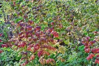 Ahududu parlak sonbahar yaprakları