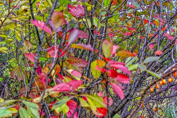 Rote Und Orangefarbene Herbstblätter Hintergrund Außenbereich — Stockfoto