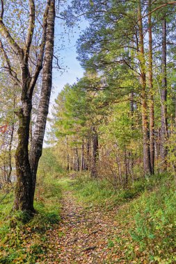 Göl kenarında ormandaki sonbahar manzara günbatımı