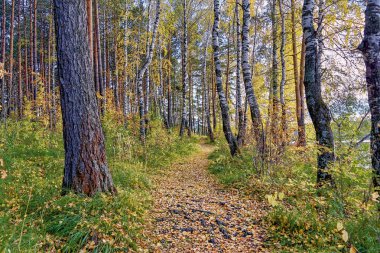 Göl kenarında ormandaki sonbahar manzara günbatımı