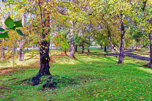 Осіннє Міський Пейзаж Жовте Листя Покриває Алею — стокове фото