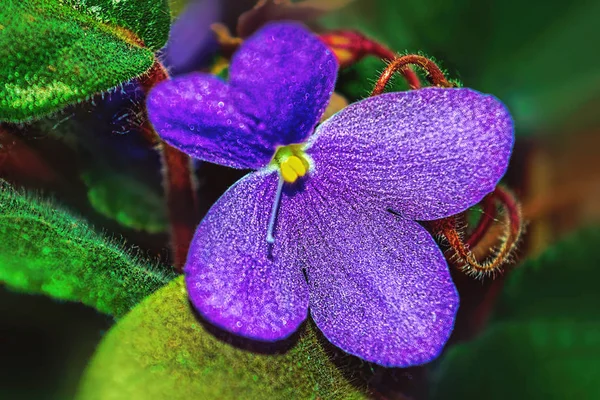 Närbild Violer Blommor — Stockfoto