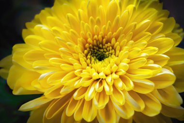 Karanlık bir arka plan sarı kasımpatı yakın çekim