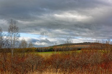 bir bulutlu gökyüzü arka plan sarı ağaçları ile sonbahar manzara