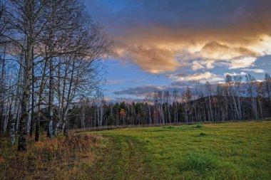 Sonbahar manzara orman ve günbatımı gökyüzü arka plan üzerinde çayırda kurutulmuş çim ile