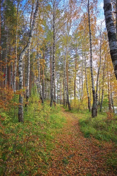 Otoño Paisaje Puesta Sol Bosque Junto Lago — Foto de Stock