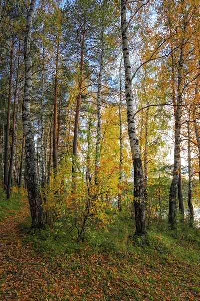 Autumn landscape sunset in the forest by the lake