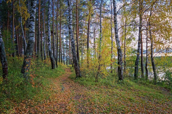 湖边森林中的秋景日落 — 图库照片