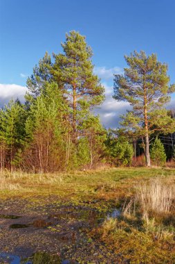 Renkli ağaçlar ve pacturesque gökyüzü güzel sonbahar orman suya yansıyan. Sonbahar Doğa Manzara.