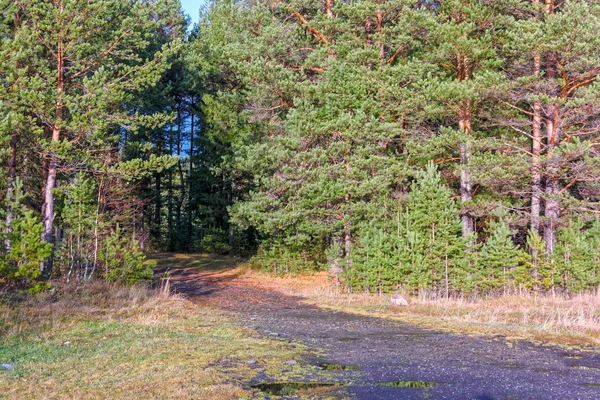 Piękny Jesienny Las Kolorowych Drzew Pacturesque Niebo Odbite Wodzie Jesienny — Zdjęcie stockowe