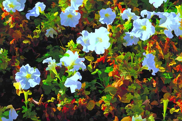 Цветущие Осенние Цветы Клумбе Парке — стоковое фото