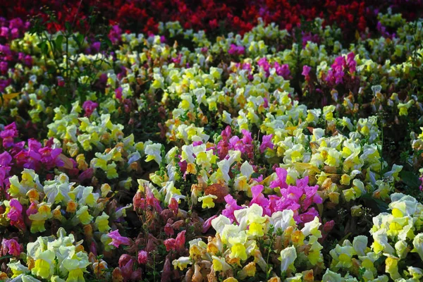 Coloridas Flores Otoño Macizo Flores Parque — Foto de Stock