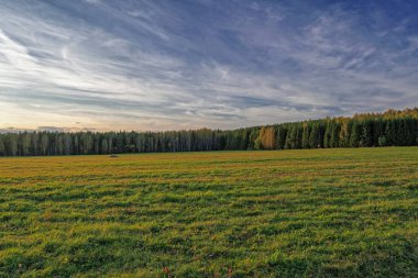 Sonbahar Orman ve günbatımı fon karşı çarpık çayır.