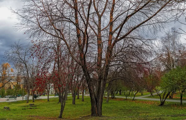 Голые Ветви Деревьев Облачном Фоне Неба — стоковое фото