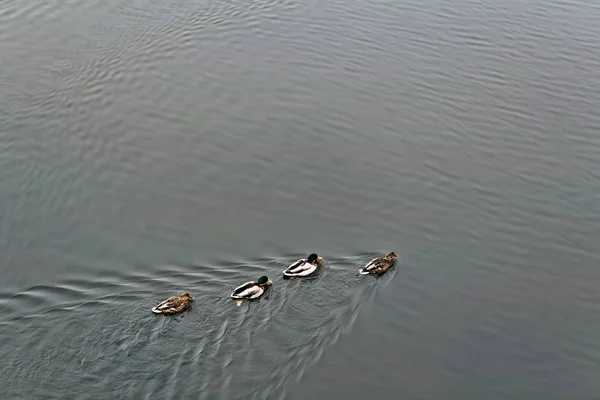 Eine Herde Wilder Brauner Enten Schwimmt Den Fluss Entlang Ufer — Stockfoto