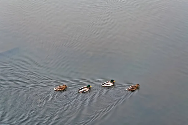 Troupeau Canards Bruns Sauvages Nage Long Rivière Long Rivage — Photo