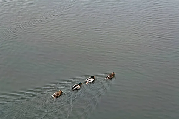 Troupeau Canards Bruns Sauvages Nage Long Rivière Long Rivage — Photo