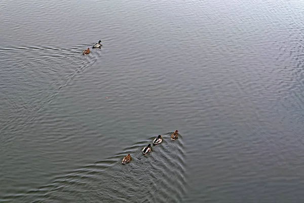 Troupeau Canards Bruns Sauvages Nage Long Rivière Long Rivage — Photo