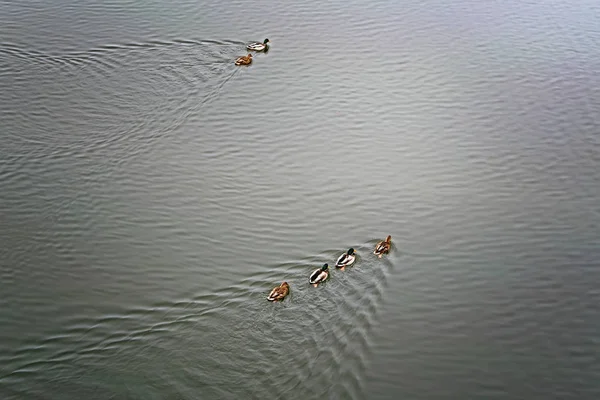 Troupeau Canards Bruns Sauvages Nage Long Rivière Long Rivage — Photo