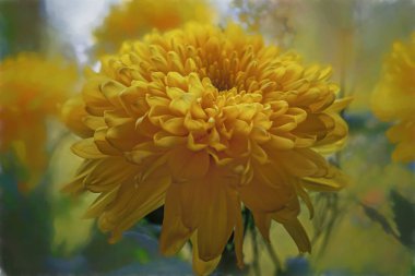 Karanlık bir arka plan sarı kasımpatı yakın çekim