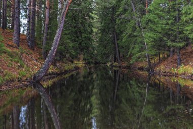 Renkli ağaçlar ve pacturesque gökyüzü güzel sonbahar orman suya yansıyan. Sonbahar Doğa Manzara.