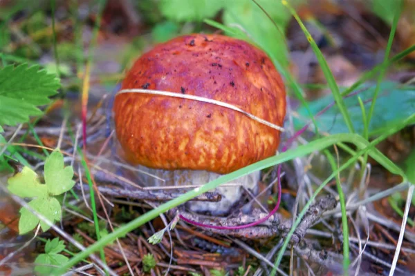 Penny Bun Fungus Boletus Edulis — Stock Photo, Image