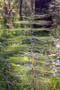 Güzel sonbahar orman sahne ile altın yapraklar illumining sıcak ışık ışınları