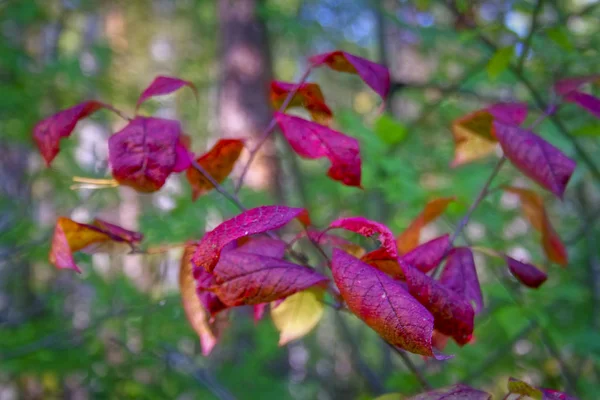 Schöne Herbstliche Waldkulisse Mit Warmen Lichtstrahlen Die Das Goldene Laub — Stockfoto