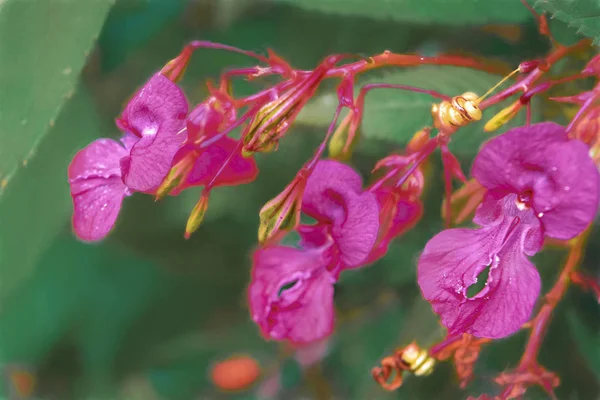 Aslanağzı Cirrhigerum Floweron Bahçesinde Bulanık Arka Plan Üzerinde — Stok fotoğraf