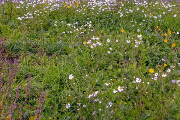 Rasen Mit Grünem Gras Und Blumen Aus Nächster Nähe Kleines — Stockfoto