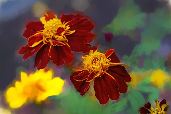 Güzel Turuncu Sarı Kadife Çiçeği Çiçek Kapatın Marigold Çiçek Yatakta — Stok fotoğraf