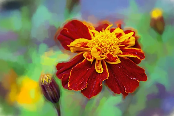 Close Beautiful Orange Yellow Marigold Flower Macro Marigold Flower Bed — Stock Photo, Image