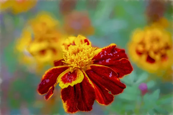 Güzel Turuncu Sarı Kadife Çiçeği Çiçek Kapatın Marigold Çiçek Yatakta — Stok fotoğraf