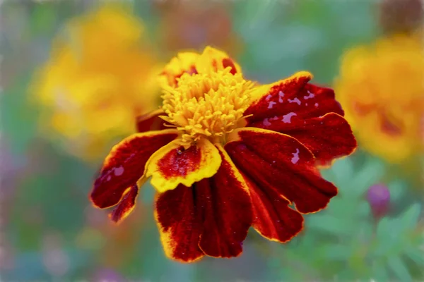 Güzel Turuncu Sarı Kadife Çiçeği Çiçek Kapatın Marigold Çiçek Yatakta — Stok fotoğraf