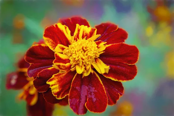 Güzel Turuncu Sarı Kadife Çiçeği Çiçek Kapatın Marigold Çiçek Yatakta — Stok fotoğraf