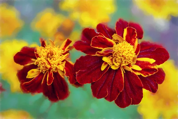 Güzel Turuncu Sarı Kadife Çiçeği Çiçek Kapatın Marigold Çiçek Yatakta — Stok fotoğraf