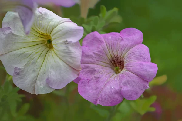 Flores Petunia Florecientes Colores Carmesí Petunia Hybrida — Foto de Stock