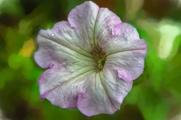 Flores Petunia Florecientes Colores Carmesí Petunia Hybrida — Foto de Stock