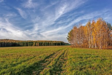 Sonbahar kırsal manzara mowed çayır renkli yeşillik ve günbatımı ağaçlar arka plan üzerinde