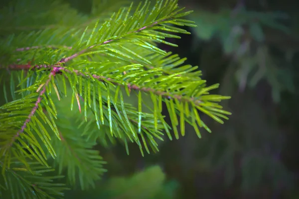 Spruce Ramo Close Fundo Turvo Contexto Abstrato — Fotografia de Stock