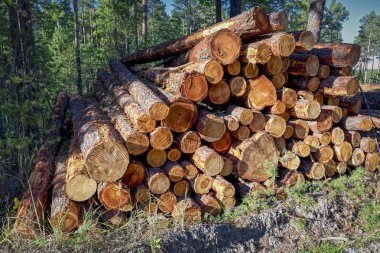 Ormandaki çam ağaçlarının ahşap kütükleri yığılmış.