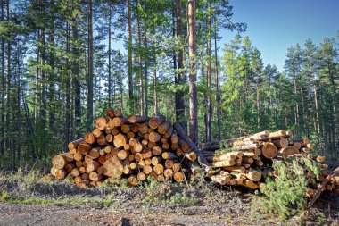 Ormandaki çam ağaçlarının ahşap kütükleri yığılmış.