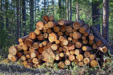 Ormandaki çam ağaçlarının ahşap kütükleri yığılmış.