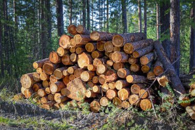 Ormandaki çam ağaçlarının ahşap kütükleri yığılmış.