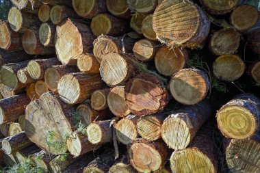 Ormandaki çam ağaçlarının ahşap kütükleri yığılmış.