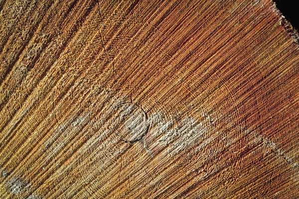 Grumes Pin Bois Dans Forêt Empilées Dans Tas — Photo